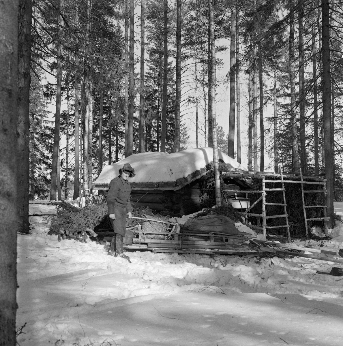 Bygging av barstall ved Letjerndalskoia i Norsk Skogbruksmuseums friluftsmuseum på Prestøya i Elverum.  Fotografiet ble tatt i forbindelse med innspillinga av dokumentarfilmen «Liv og husvær i skogen» vinteren 1962. Filmskaperne ønsket å vise utviklinga fra primitive, trekkfulle innkvarteringsforhold for skogsarbeidere og hester til det som da var moderne og atskillig mer komfortabelt.  For å rekonstruere den fortidige virkeligheten ble det altså reist en barstall rundt et skjellett av gran- og bjørkespiler inntil den gamle ljørkoia på museet.  Da dette fotografiet ble tatt var spileverket på plass, og en av barveggene var ferdig.  Foran koiene ser vi en av karene som var med å tilrettela for filminnspillingen foran en slede med en del gammelt utstyr som skulle brukes som rekvisitter.