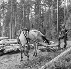 Tømmerkjører med hest – en fjording – som var forspent en ko