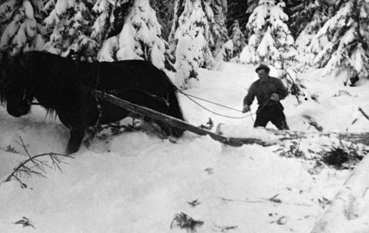Tømmerlunning i djup vintersnø i Mustadskogen i Vardal vinteren 1943-44.  Arbeidet gjøres med en dølahest, forspent et lunnedrag, som trekkraft.  Hesten tråkker i snø nesten opp til buken.  Kjørekaren i bakgrunnen holder tømmene fra en posisjon ved sida av lunnedraget.  Han er kledd i vadmelsbukser og busserull, men ser ikke ut til å ha votter på hendene.  Han vasser tilsynelatende i snø opp til knærne.  Skogen i bakgrunnen har snødekt bar. 