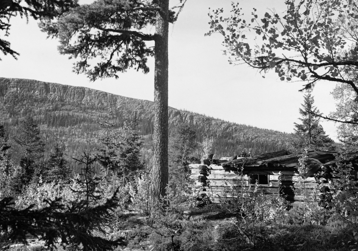 Den «gamle Toerbua», ei skogskoie med delvis nedrast tak på en bakkekam i Borregaards skoger ved Rognvola i Stor-Elvdal.  Husværet var oppført av laftetømmer, hadde rektangulært grunnplan, antakelig med inngang i en framskutt skut på den ene gavlen.  På langveggen mot fotografen var det et lite vindu med to ruter.  I bakgrunnen fjellryggen Heivola med barskog i skråningene nedenfor den øverste, bratte egga. 