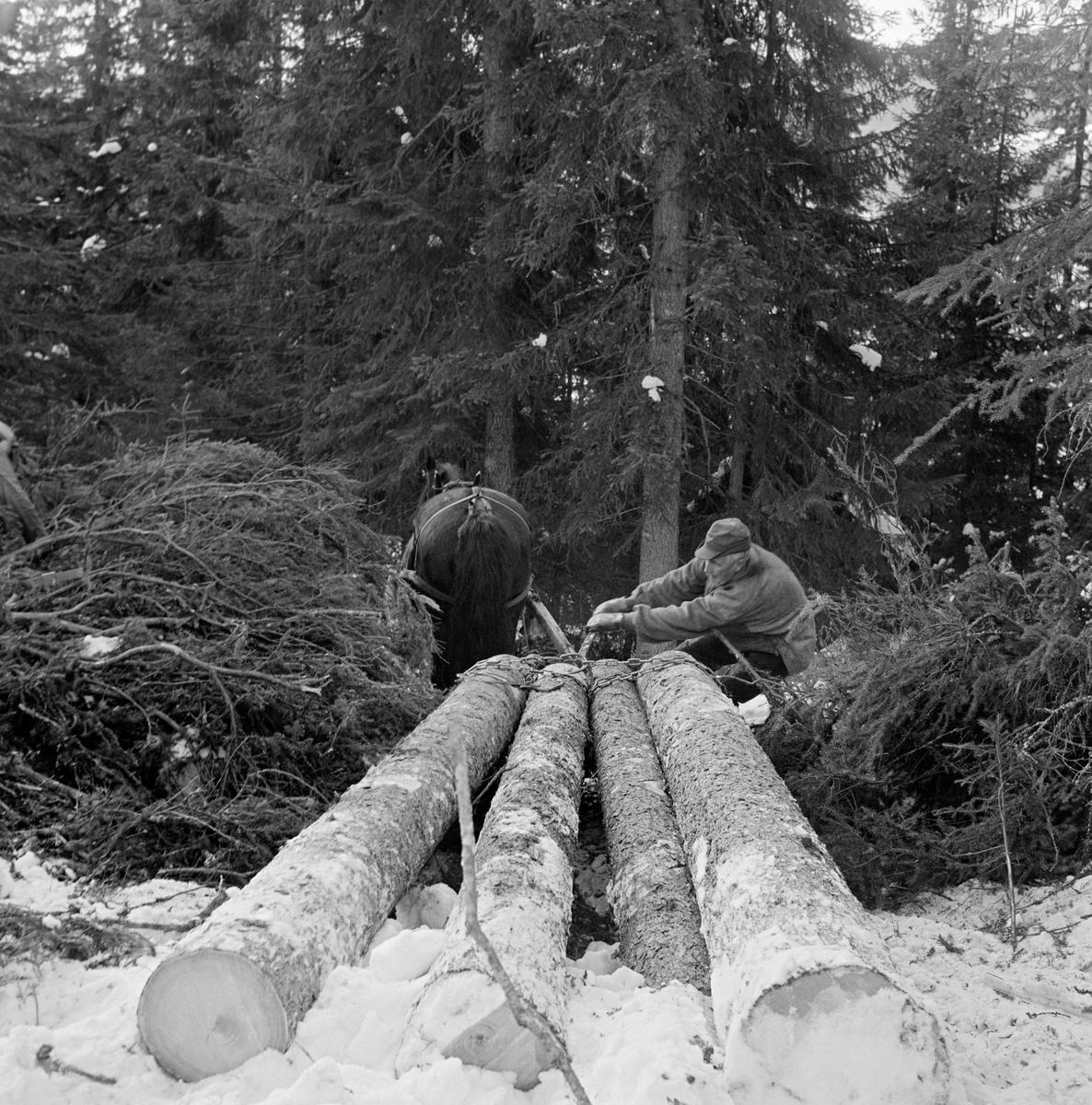 Tømmerkjører Kåre Bratteggen (1910-1999), fotografert under lunningsarbeid i Lundberget i Trysil vinteren 1977.  Akkurat da dette fotografiet ble tatt var Bratteggen i ferd med å strammen bendingsbjønnen, som skulle bidra til at de fremre delene av stokkene satt godt fastspent til «bukken» som ble brukt som lunningsredskap her.  En ser vi ikke stort av på grunn de fire ubarkete tømmerstokkene som skulle lunnes og alt granbaret som lå like inntil.  Bratteggen var kledd i en busserull av heimevevd ullstoff og en bomullhatt med skygge over panna.  Tømmerhesten ser vi bakfra på dette fotografiet, som er tatt i forholdsvis tett granskog. Skogbruk.