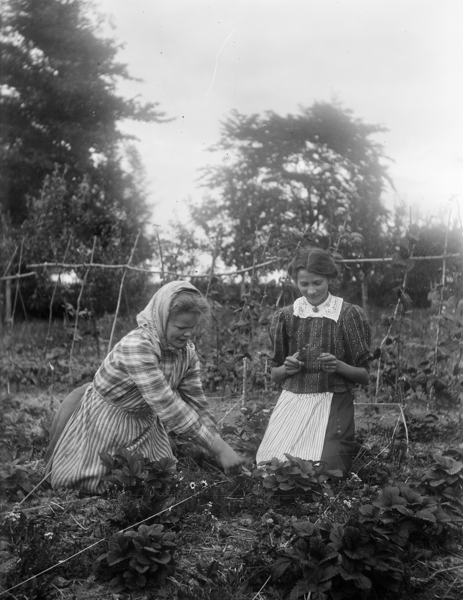 Två kvinnor i jordgubbslandet i Drävle eller Fröslunda, Altuna socken, Uppland möjligen 1908