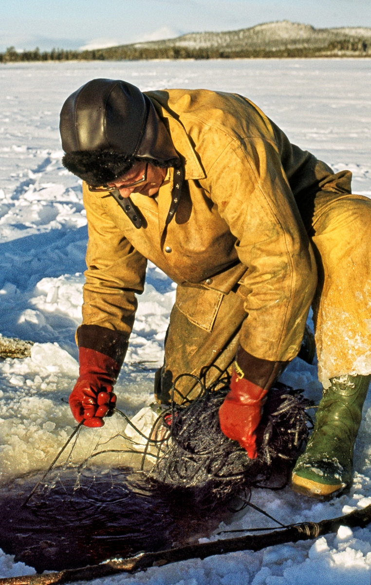 Herman Ingebrigtsen (1920-2010) fra Elvål i Øvre Rendal, fotografert mens han trakk et garn på fra et hull i isen på innsjøen Isteren i Engerdal.  Han hadde trukket gult regntøy over vinterklærne, og hadde ørelapplue på hodet og røde gummihansker på hendene.  Dette bildet ble tatt i midten av november 1972, og Ingebrigtsen kameraten Magne Bjørnstad (1926-1987) var blant de siste som praktiserte det såkalte «veslefisket».  Dette var et gytefiske etter sik, som foregikk på grunt vann utenfor Elvålsvollen, på vestsida av sjøen, fra 25. oktober og en måneds tid utover høsten.  Da fisket startet kunne det fortsatt være åpent vann og mulig å sette garn fra båt, men i løpet av gyteperioden la det seg alltid is.  Da måtte fiskerne vente litt, på at isen skulle få nødvendig bæreevne.  Ettersom det gjaldt å fiske mest mulig mens gytinga fortsatt pågikk, hendte det nok at karene stiltret seg ut på vel tynn is.  Ettersom det var grunt på gyteplassen ble det brukt garn som bare var cirka en meter brede.  Større garn ville lett har frosset fast i isen.  Garna ble satt gjennom hull i isskorpa.  Deretter ble de trukket jevnlig, og fangsten ble tatt ut, før garnet ble satt tilbake under isen.  Fisken frøs på stedet, men noe ble også saltet med sikte på mer langsiktig lagring.  I likhet med det mer langvarige vår- og sommerfisket i Isteren var «veslefisket» regulert gjennom et lottsystem.  Herman Ingebrigtsen på dette fotografiet, for eksempel, hadde bare en tolvdels lott, noe som innebar at han egentlig bare hadde anledning til å delta i fisket hvert tolvte år.  Han leide imidlertid rettigheter av andre, som i begynnelsen av 1970-åra ikke lenger brydde seg om å praktisere rettighetene sine.