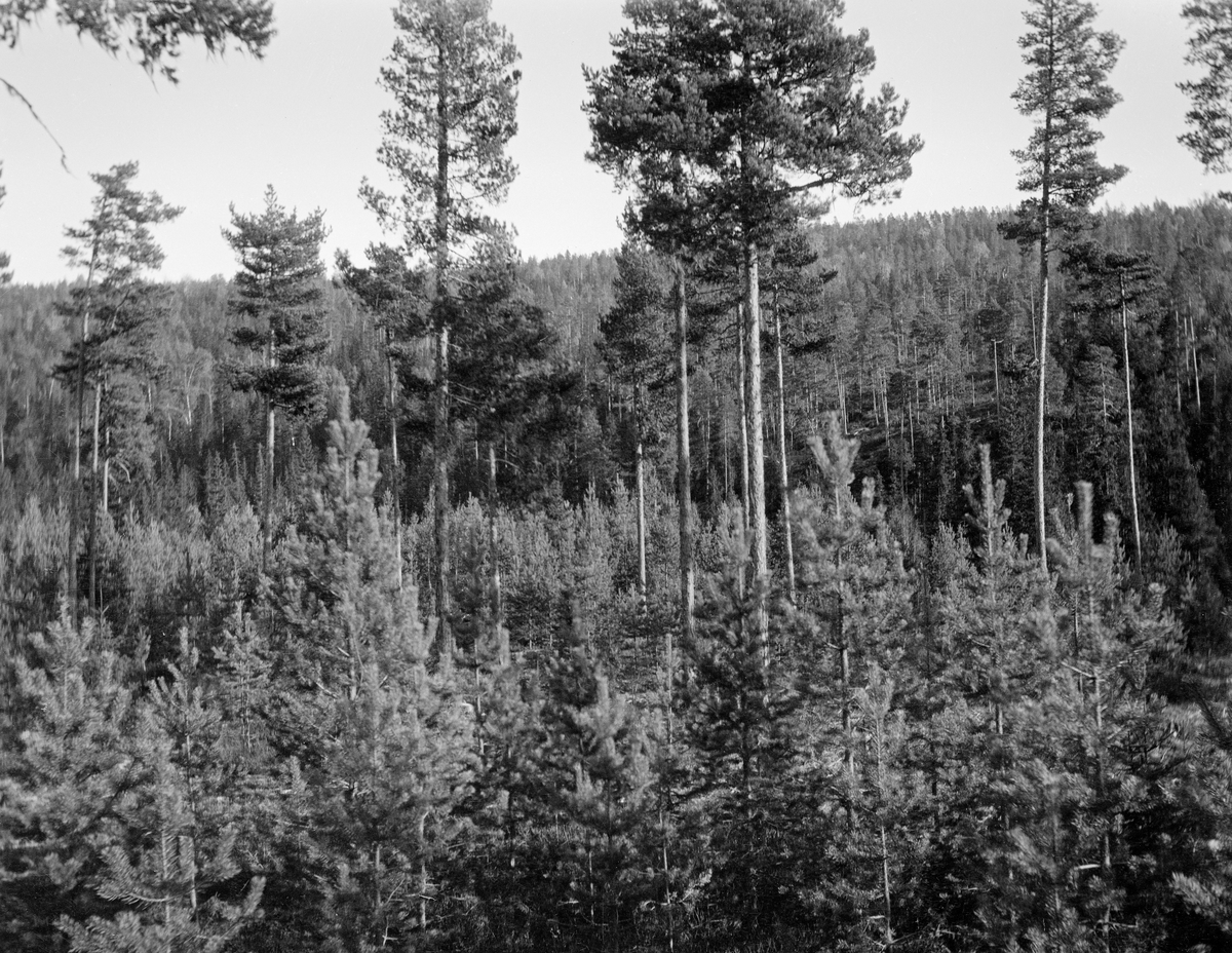 Frøtrestilling i utmarka til Havstein-garden i Heddal (Notodden) i Telemark, fotografert i 1925.  Dette landskapsbildet er et resultat av en skogavvirkningsmåte som er gjort med henblikk på gjenvekst, og som ofte brukes med stort hell på furumark, som her.  Fotografen kom til denne lokaliteten en del år etter forrige hogst.  Under denne hogsten hadde man felt nesten all skog, med unntak av noen av de største og beste trærne i bestandet.  Man antok at disse hadde gode arveegenskaper, og lot dem derfor stå med henblikk på at de skulle drysse sitt frø over omliggende snauhogde arealer.  Dette fungerte ofte bra på lokaliteter med middels og lav bonitet, for på slike steder ble ikke marka umiddelbart dekt av grasvekster etter at mesteparten av trærne var borte.  Frøtrærne skulle ha ranke, kvistfrie stammer og frisk, lubben krone, for furuas del på den øvre tredelen av lengden.  Ble kronene for store, kunne stormvinder lett feie frøtrærne over ende etter at de var fristilte.  Store kroner kunne dessuten kaste såpass mye skygge, at det ble sterile soner uten gjenvekst omkring frøtrærne.  Det hadde åpenbart ikke skjedd her, hvor det hadde kommet opp frodig, ung furuskog på frøtrestillingsfeltet.