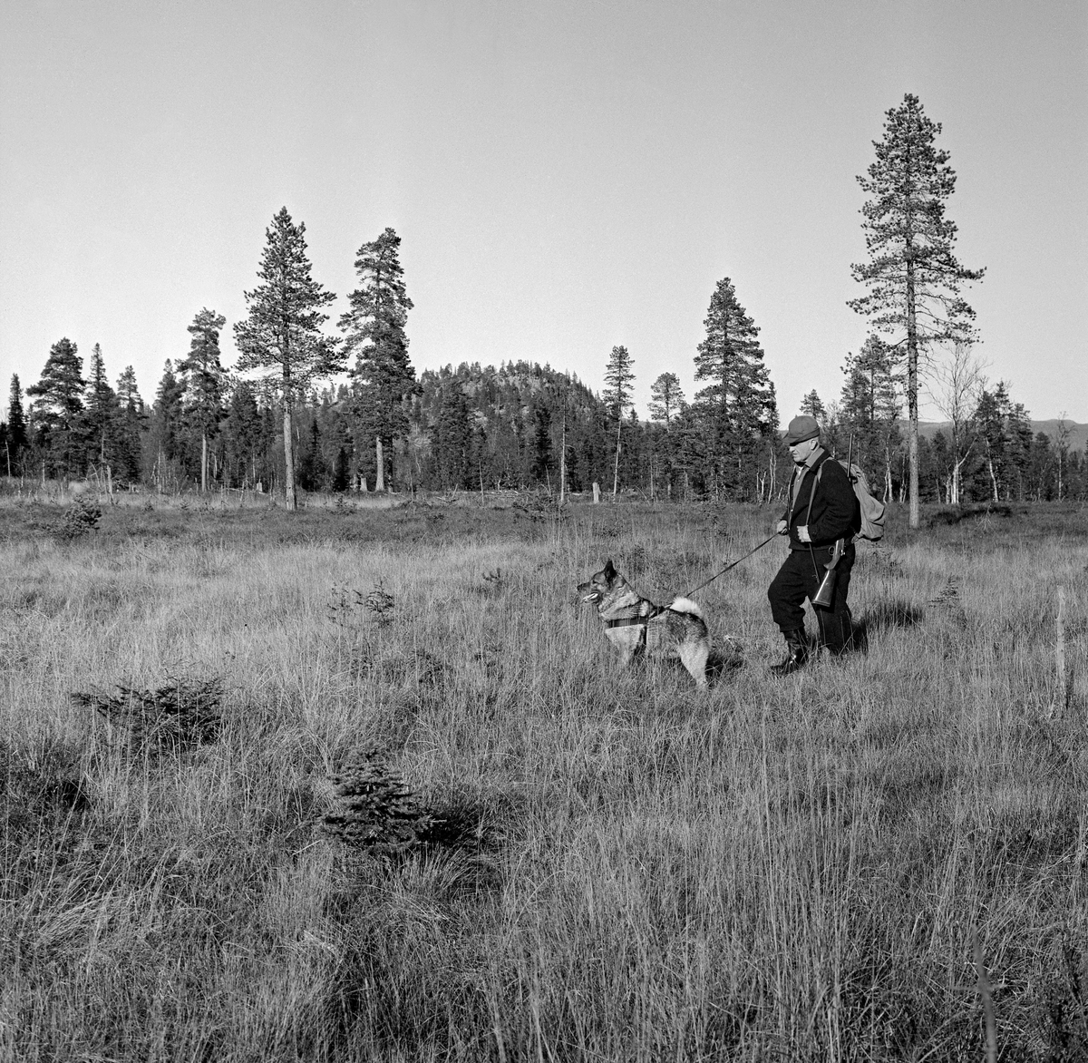 En elgjeger fotografert mens han vandret over ei grasbevokst slette med elghunden sin i band, gevær over skuldra og sekk på ryggen.  Fotografiet ble tatt i traktene ved Rognvola i Stor-Elvdal høsten 1966.  Jegeren var medlem av jaktlaget til Borregaards skogsjef, Knut Torp.