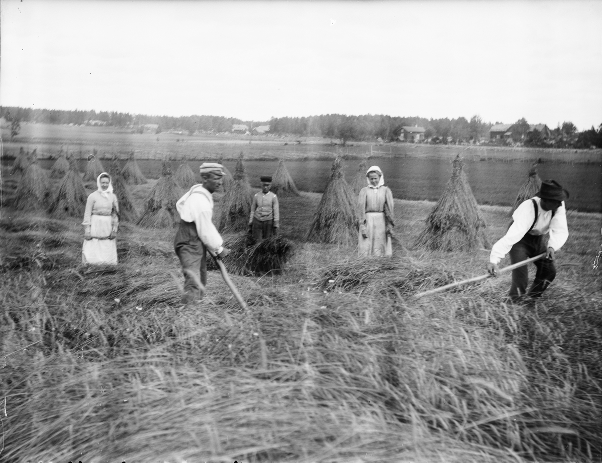 Anna Alinder och August Alinder med flera arbetar med skörden vid Sävasta, Altuna socken, Uppland i början av 1900-talet