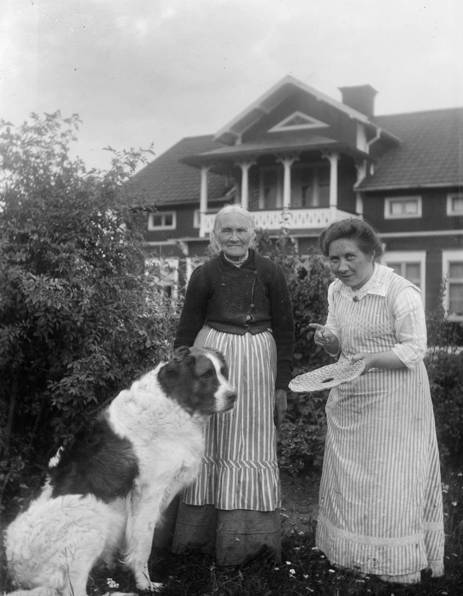 Teres Karlinder håller en brödkaka framför hunden, Drävle, Altuna socken, Uppland 1908