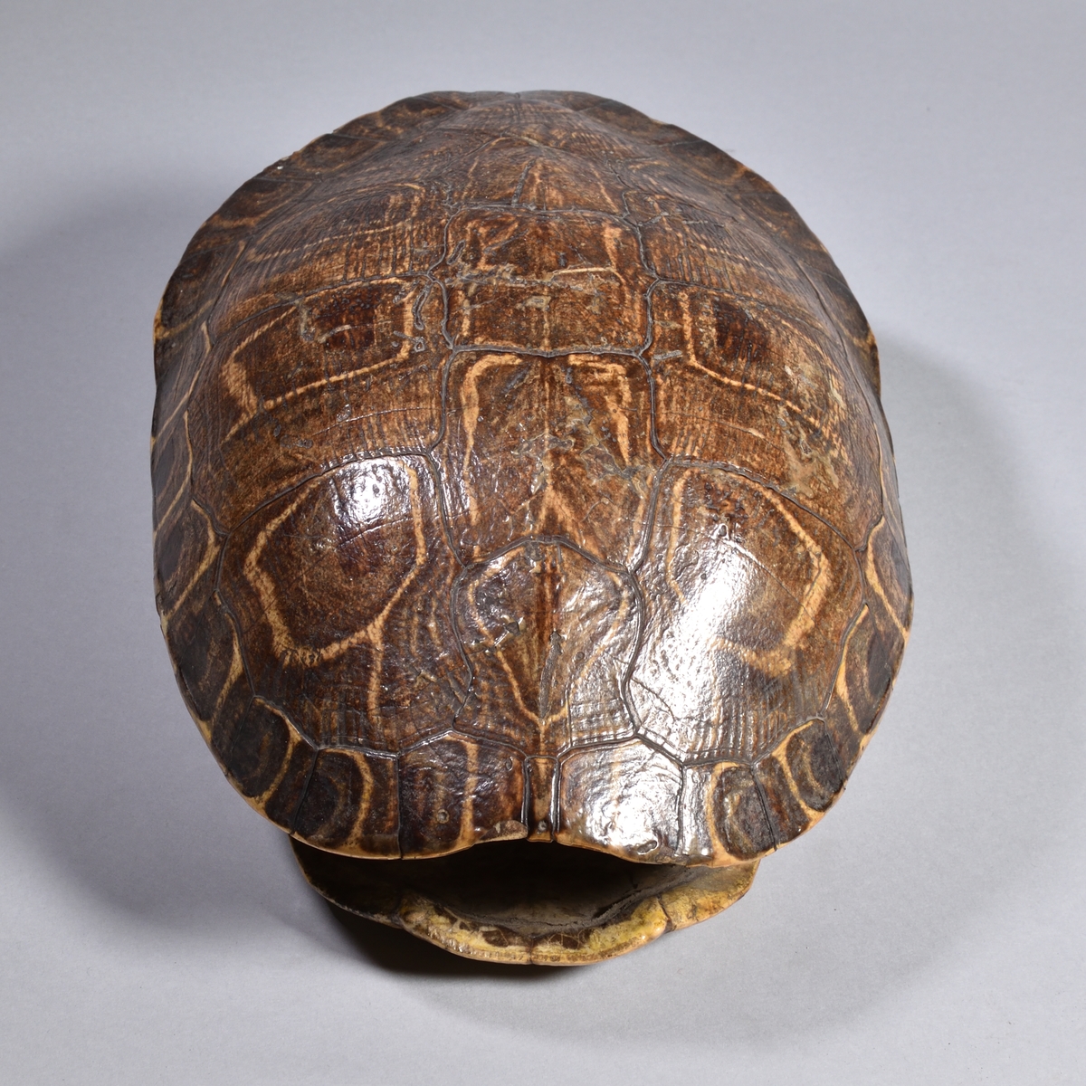 Sköldpaddsskal, med både över- och undersida, i olika bruna nyanser.