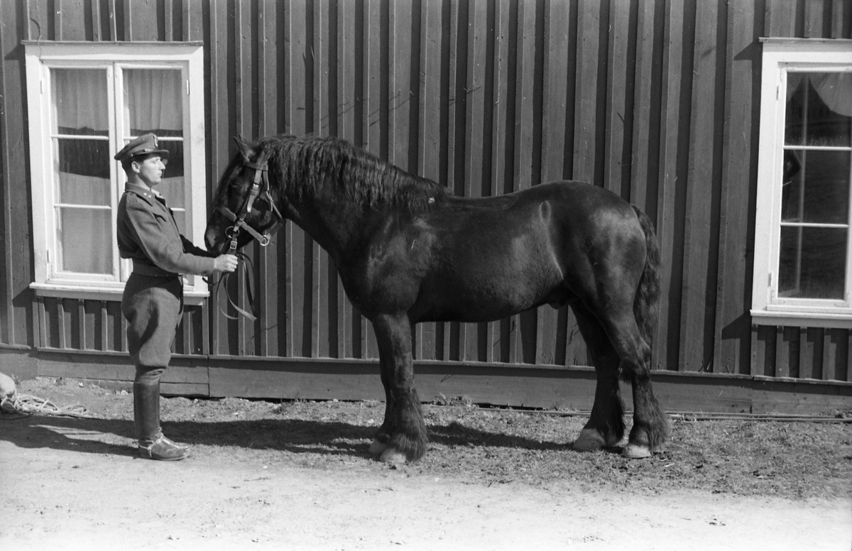 Et militært befal (løytnant) og en hest foran en husvegg. Sannsynligvis ved Hærens Hesteskole på Starum. Mai 1953.