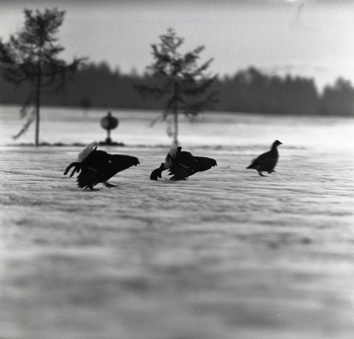 Tre stycken orrar springer efter varandra vid F15 i Söderhamn den 30 januari 1957.