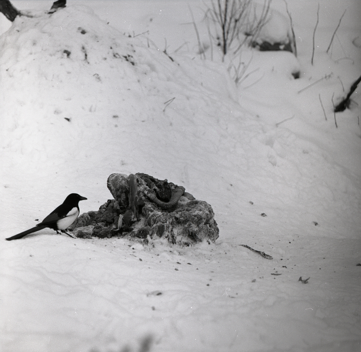 Vinterbild med skata vid ett kadaver 1962.