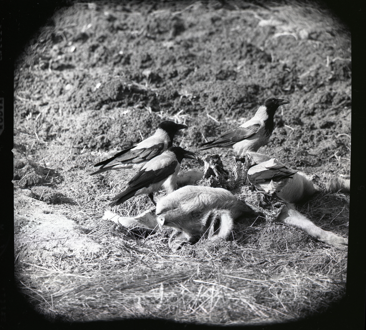 Några kråkor äter på ett griskadaver den 28 mars 1961.