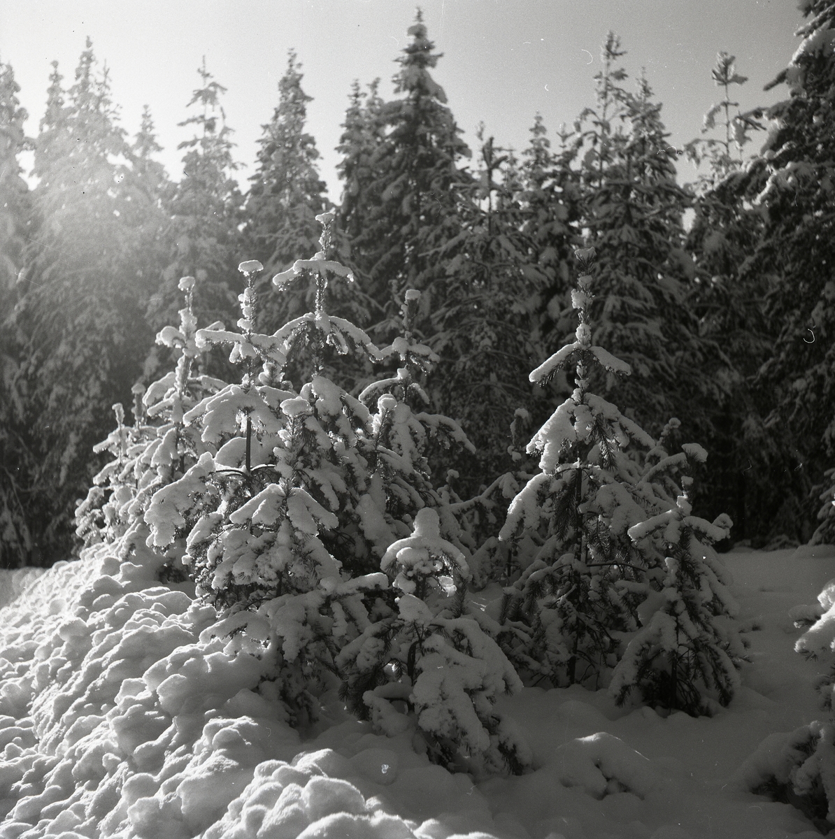 Uppläga på snötäckt granskog, 9 februari 1955.