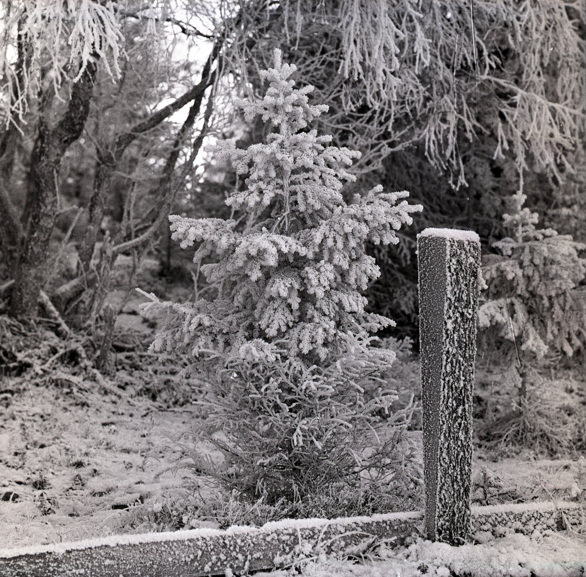 Träpåle och granbuske som blivit täckta med rimfrost, 27 oktober 1956.