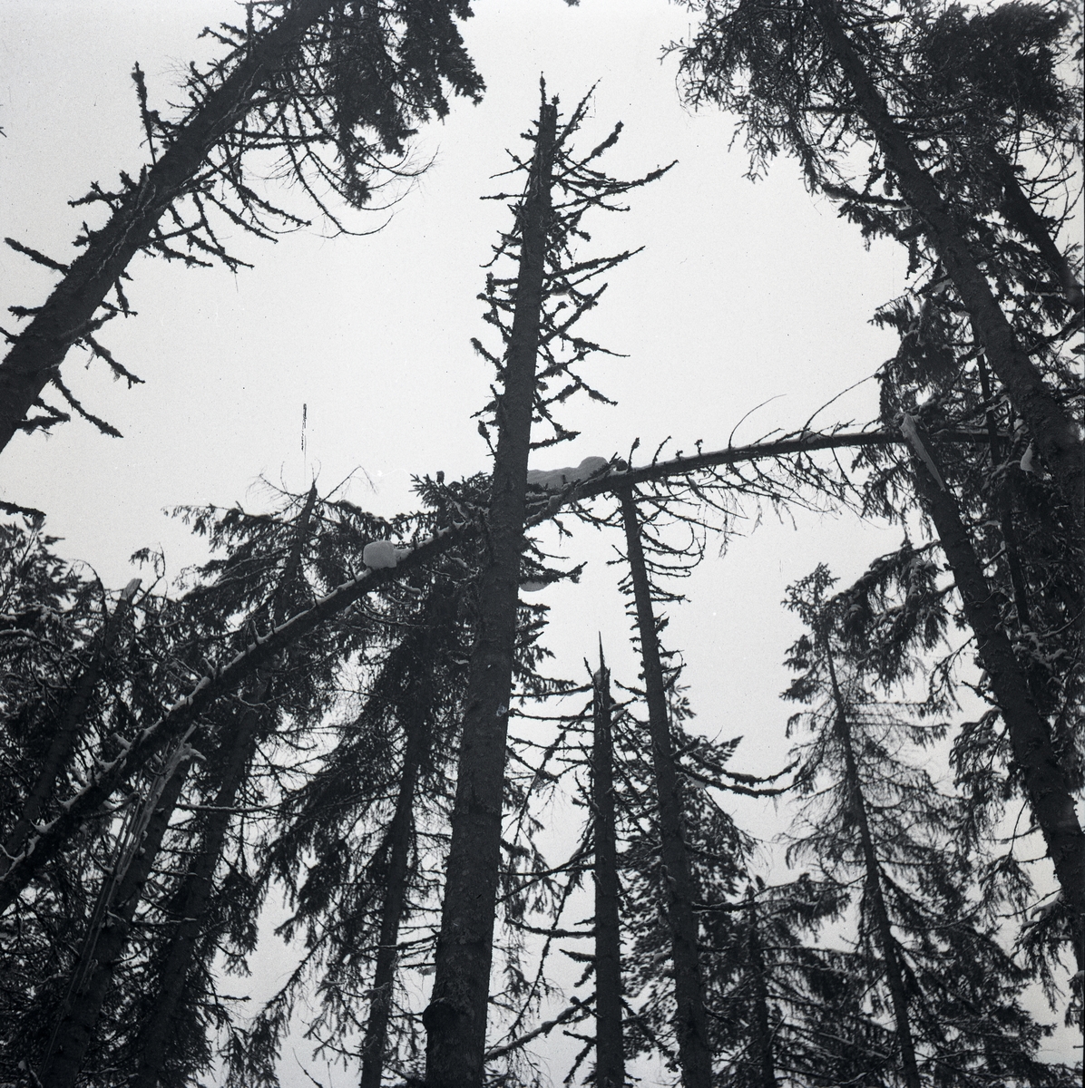 Träd som blivit nedtyngda av snön och brutits av under vintern 1948.