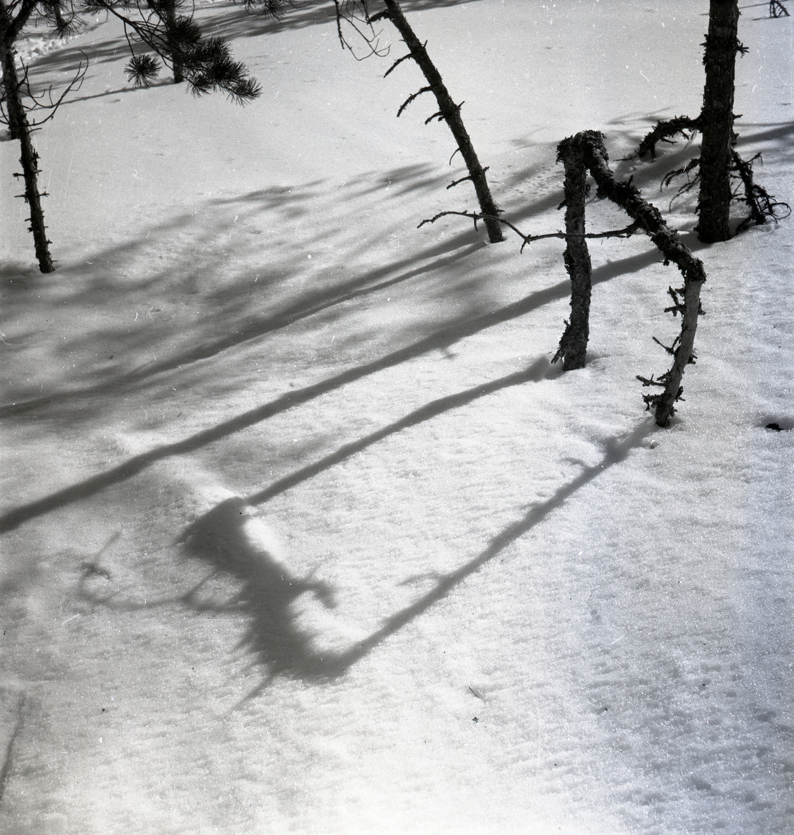 Några avbrutna grenar i snö den 25 mars 1951.