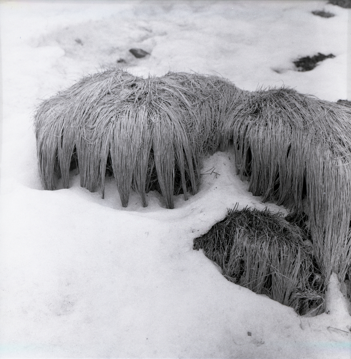 Grästuvor med strån nedkammade av vatten i Kivik, mars 1963.