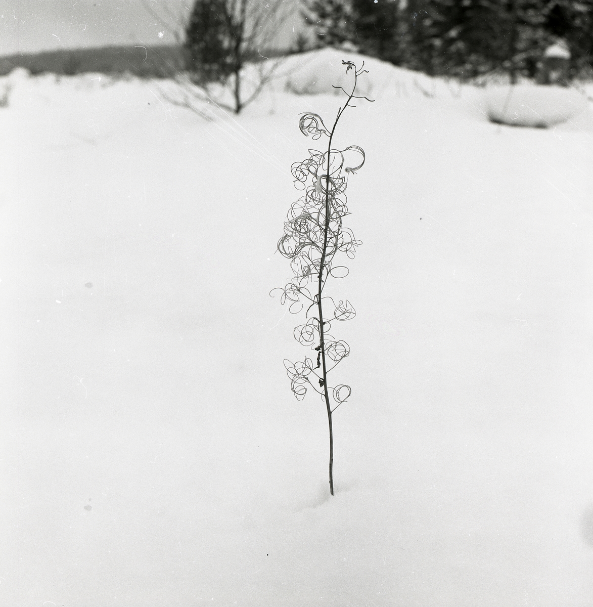 En mjölkeväxt sticker upp ur snön, mars 1976.
