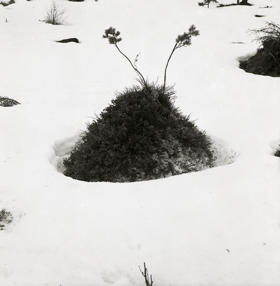 En tuva med två blomväxter på toppen i snön vid Stråsjön, 19 april 1978.
