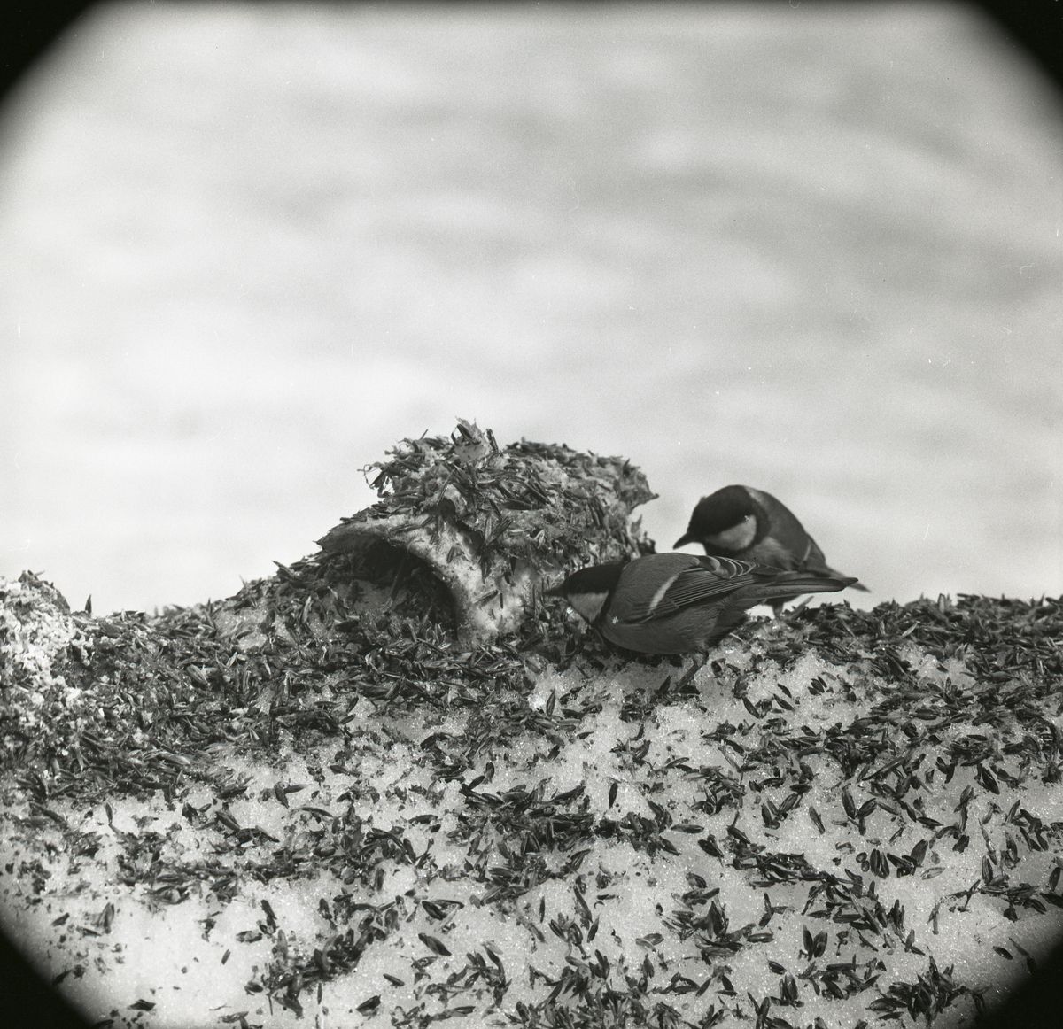 Två talgoxar sitter på en snöhög, beströdd med sädeskorn, under våren 1968.
