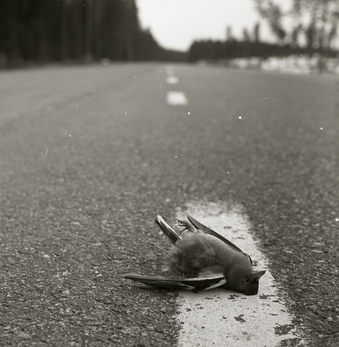 En död bofink ligger på en väg under våren 1966.