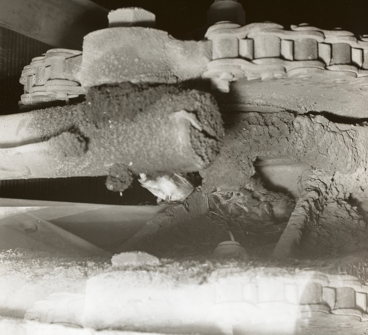 Ett sädesärlpar har byggt bo under en truckhuv vid midnäsfabriken och nu ligger deras ungar där och skriker efter mat, 13 juli 1955.