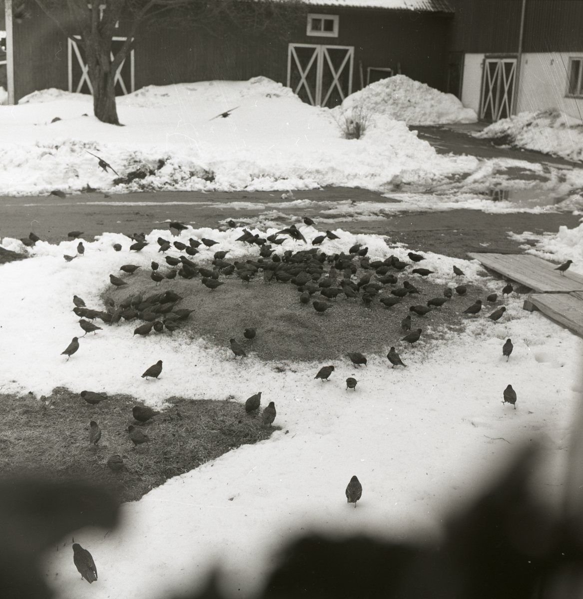 En flock starar pickar i sig mat, 1969.