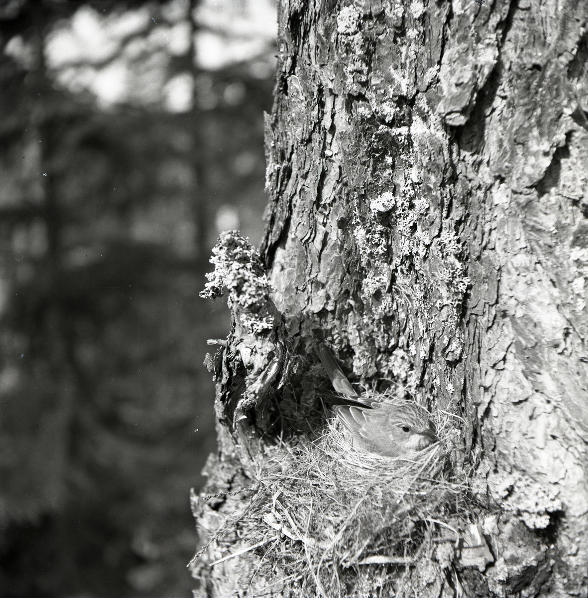 En grå flugsnappare gömmer sig intill ett träd i Björsarv, juni 1950.