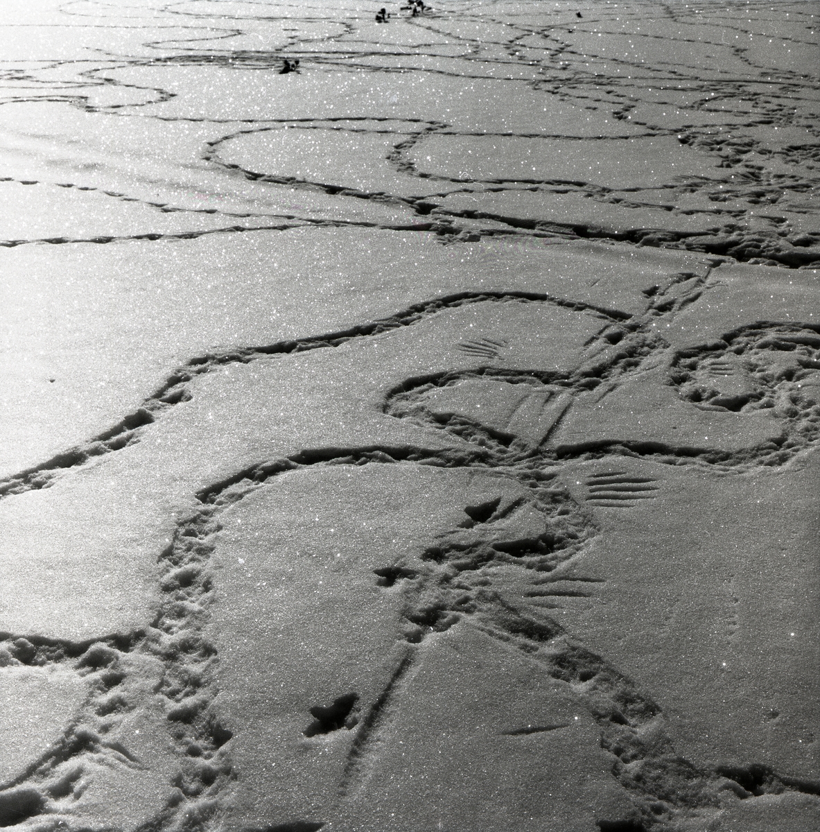 Spår av räv och tjäder i snön, 27 mars 1955.