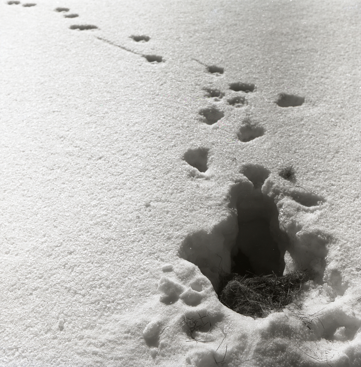 Rävspår intill ett råttbo i snön, 29 mars 1958.