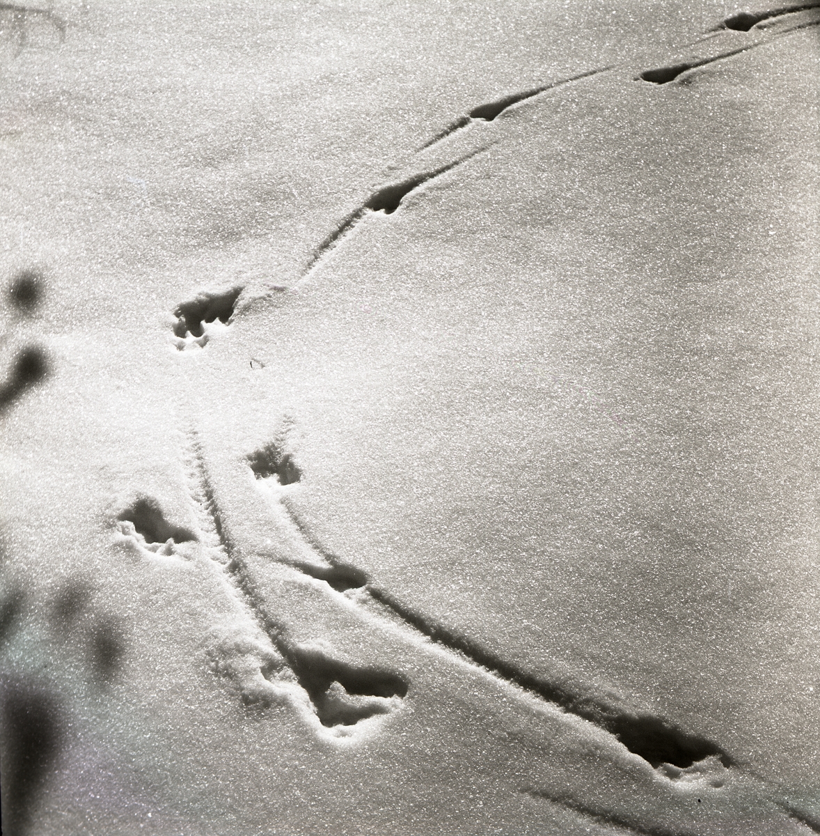 Rådjursspår i snön, 1967.