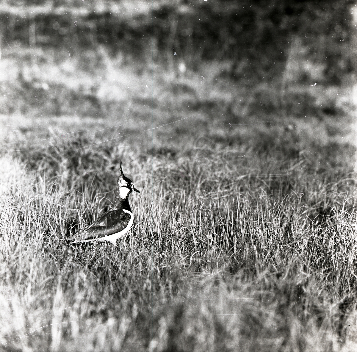 En tofsvipa står i gräs, 26 maj 1957.