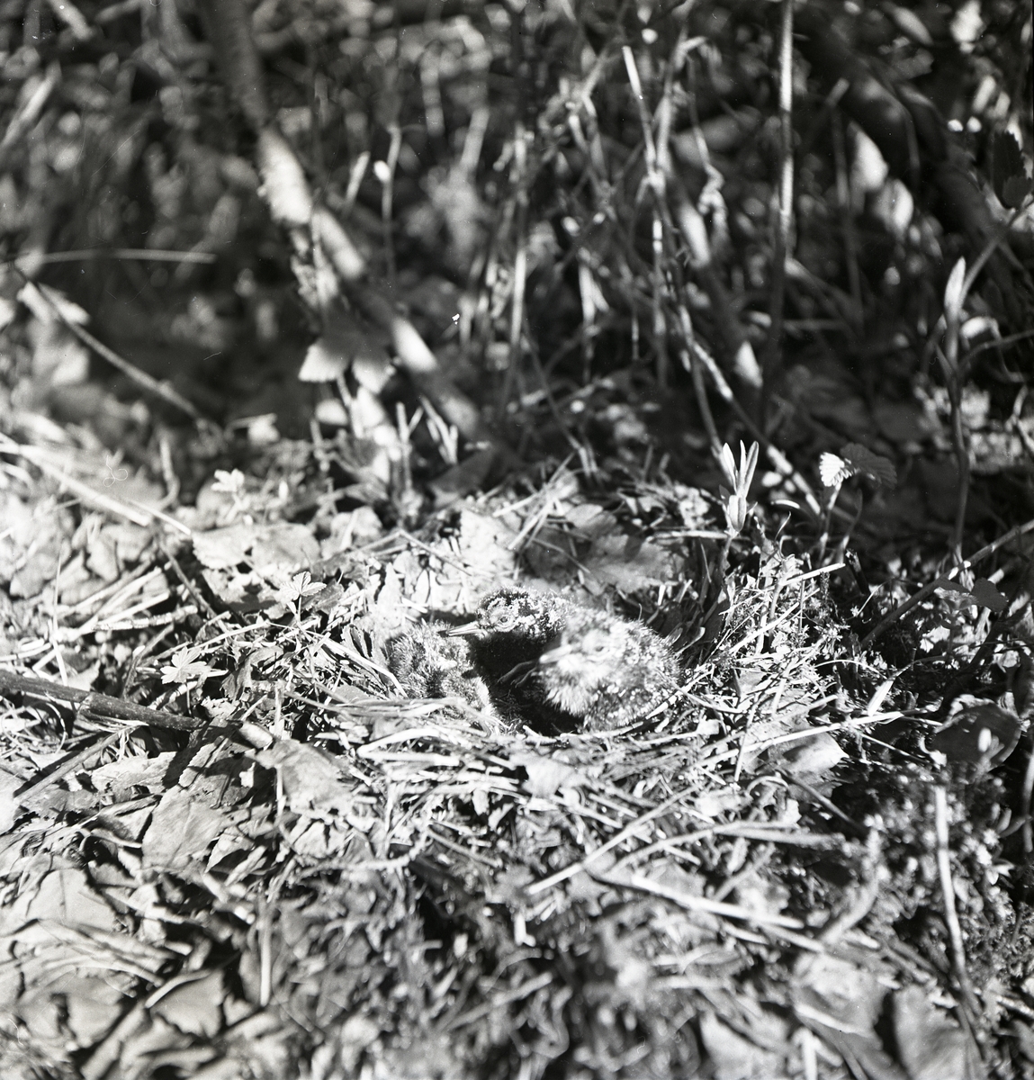 Ett fågelbo med enkelbeckasinungar , juni 1951.