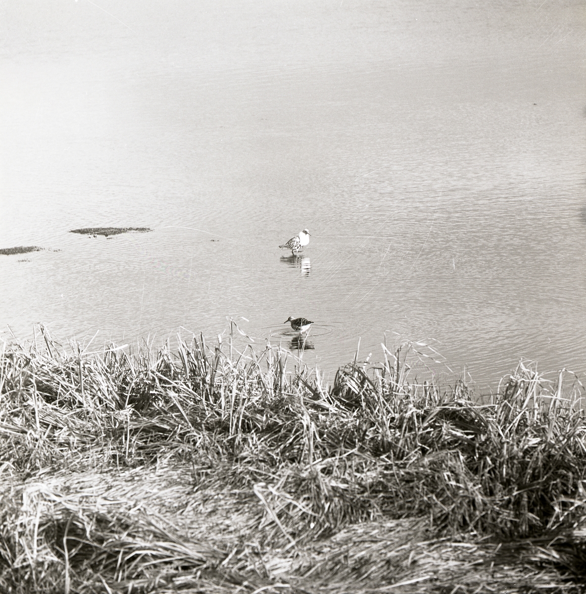 Två brushanar står i vattnet vid Laxsjö, 21 maj 1969.