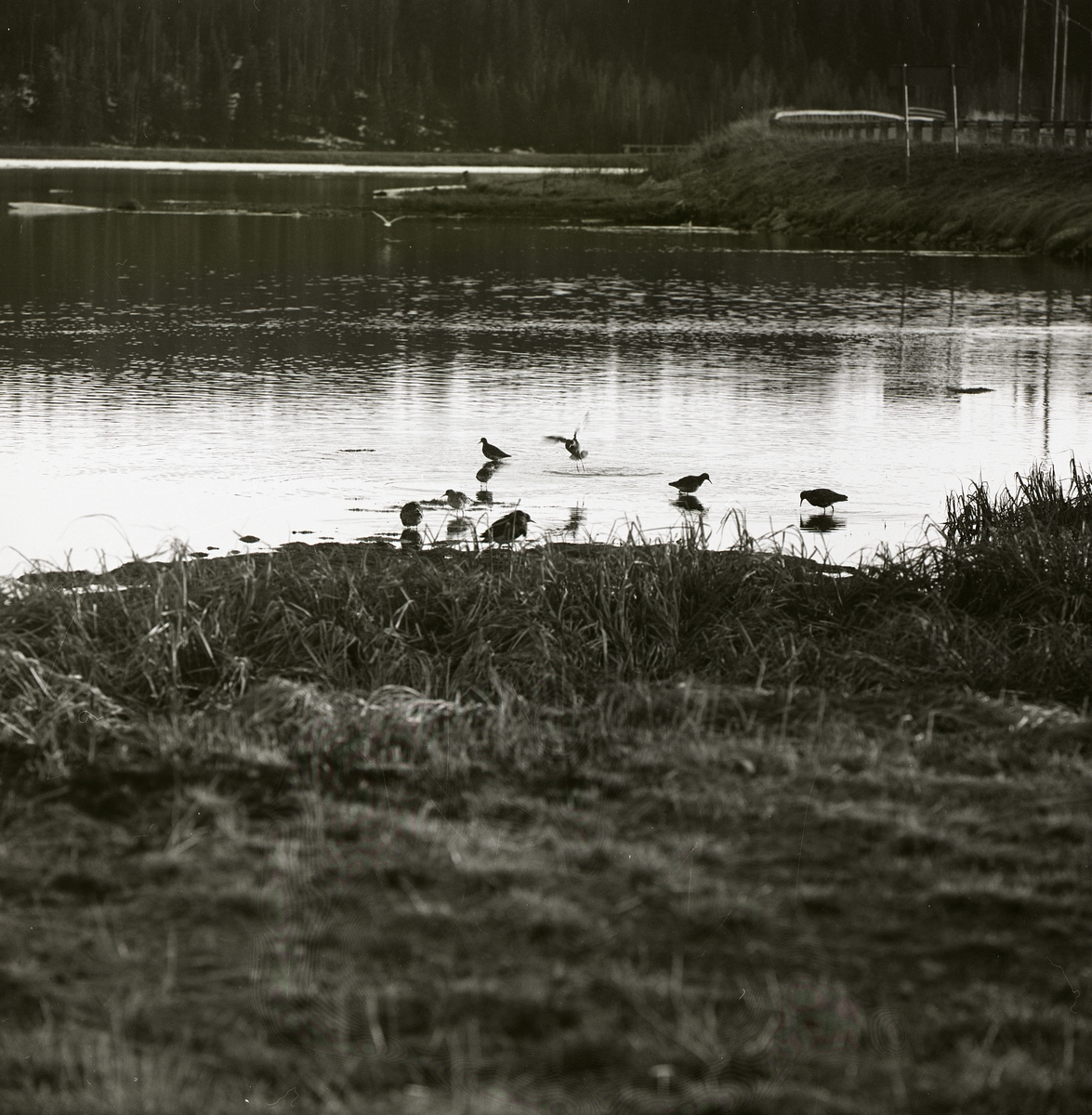 Många brushanar i en sjö vid Laxsjö, 21 maj 1969.