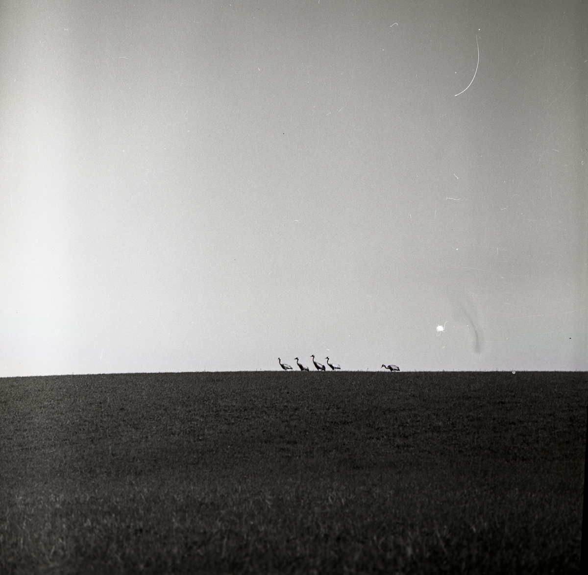 Fem tranor går på ett fält, 26 maj 1961.