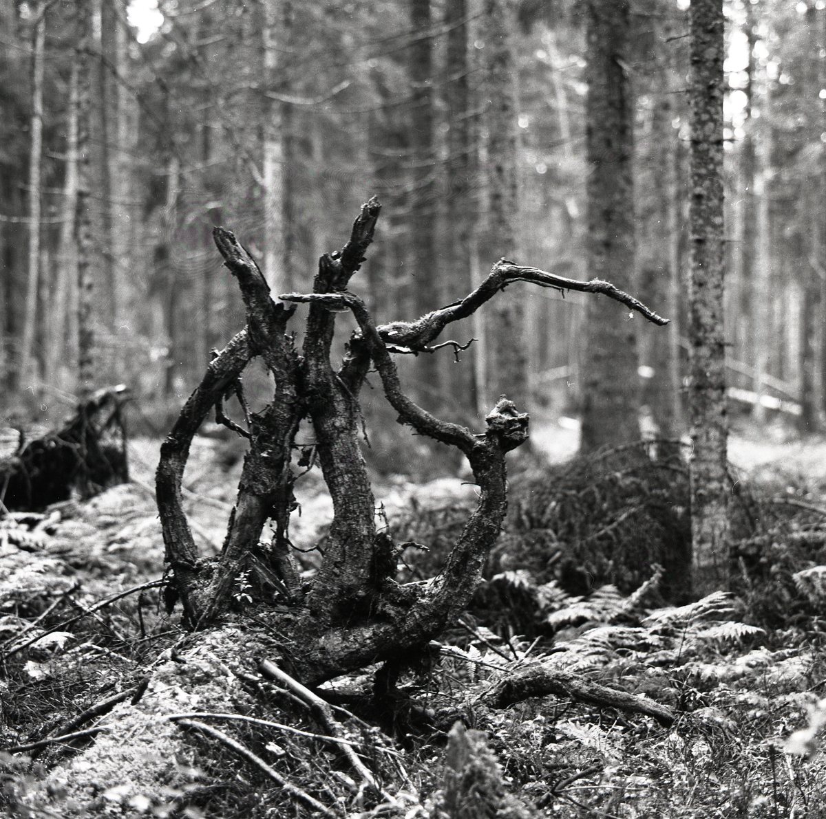 Omkullvält, murken björkstam i skogen, Lindefallet 5 augusti 1956.
