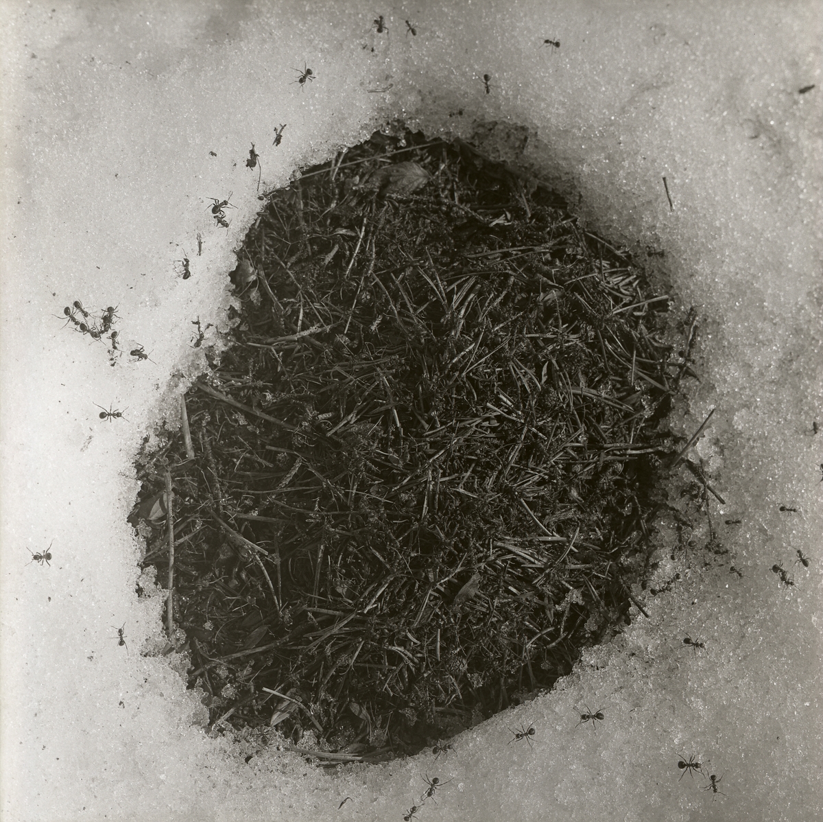 En myrstack omgiven av yrvakna myror ute på snön, våren 1962.