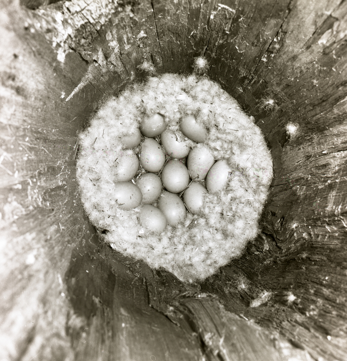 I en fågelholk ligger det knipägg bland dun, maj 1961.