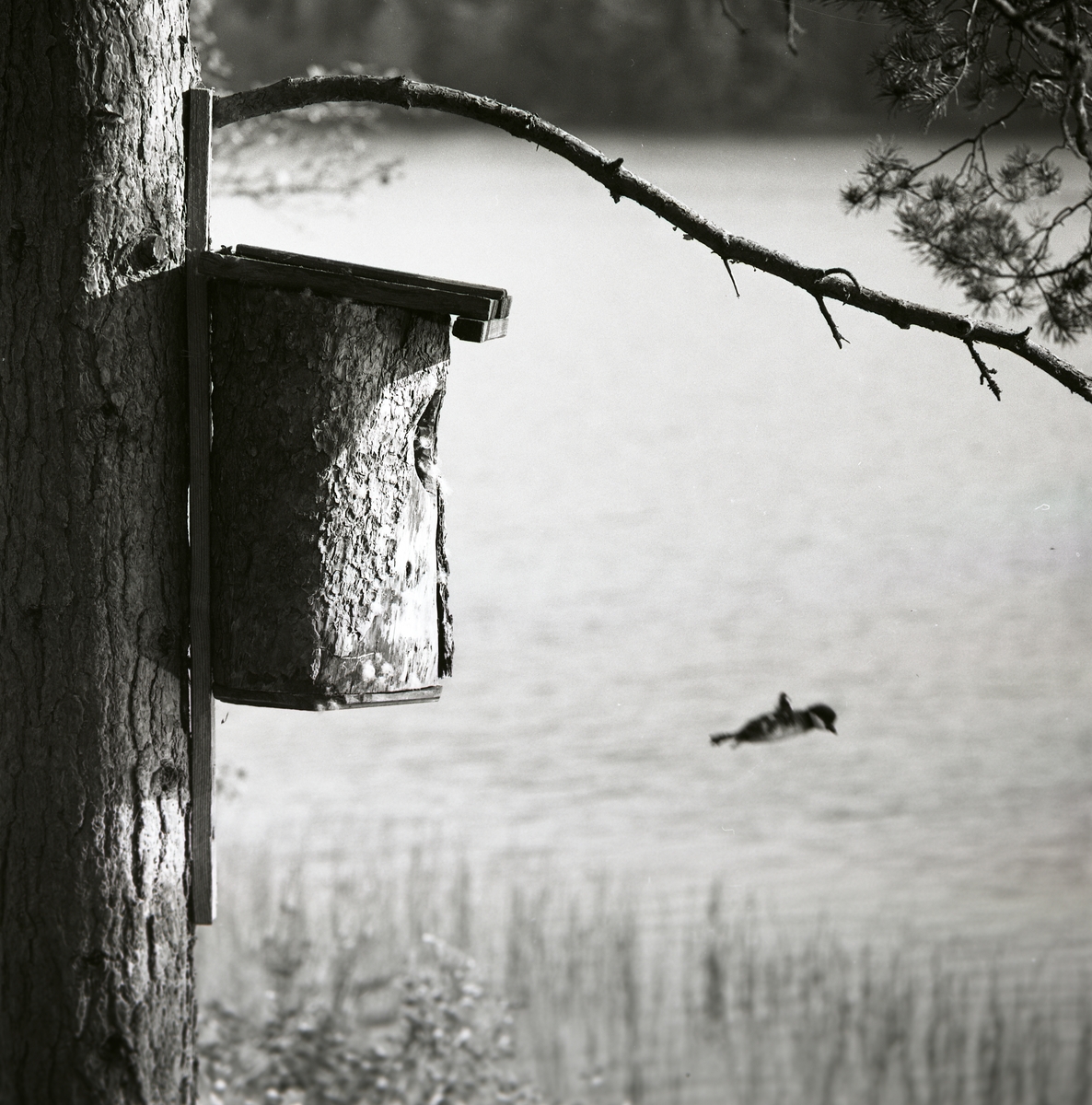 En knipunge hoppar ut från en fågelholk placerad på en trädstam. Bakom fågelungen syns Skidtjärn, 17 juni 1966.