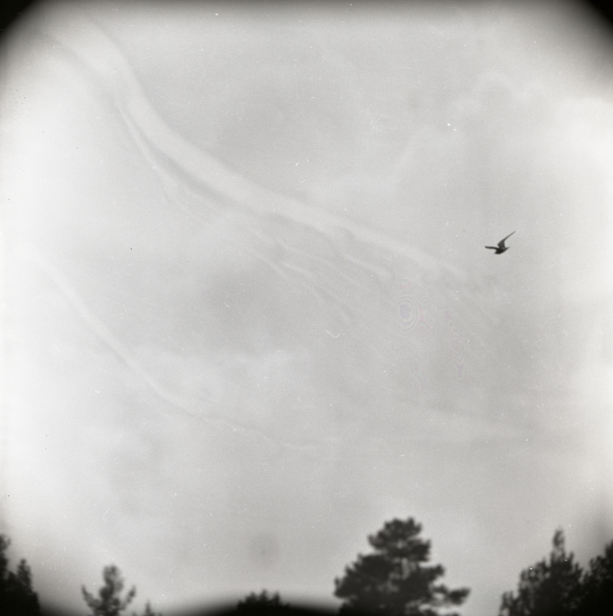 En svarttärna flyger över Innebytjärn i maj 1957.
