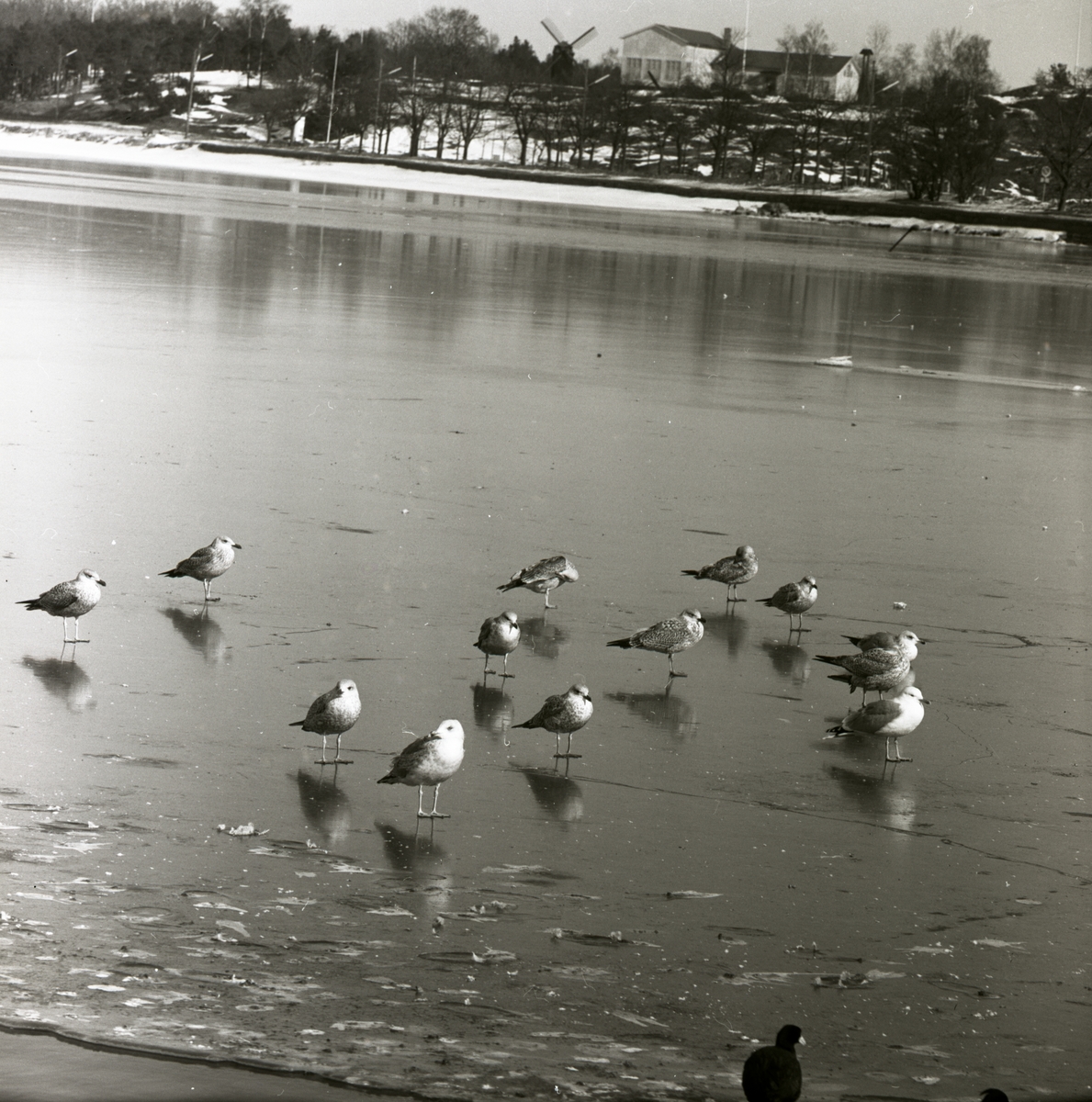 En flock måsar går på tunn, blank is i Västervik under vintern 1963.