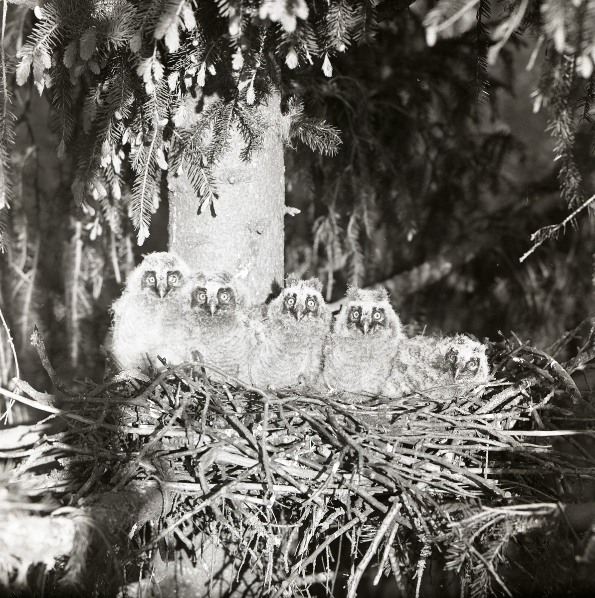 Fem uggleungar ligger i sitt bo högt upp i ett träd, april 1975.