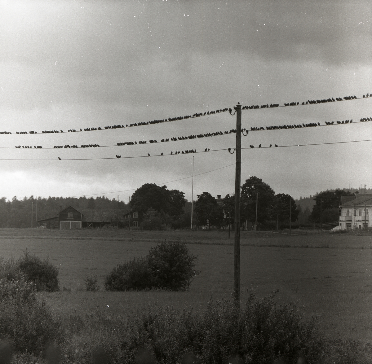 På några elledningar sitter långa rader av fåglar, 1957. Bakom elledningarna syns åkermark, hus och buskar.