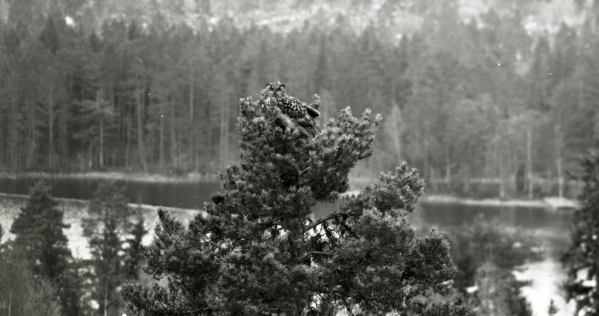 En berguv sitter i toppen av en tall med en sjö och en skog i bakgrunden.