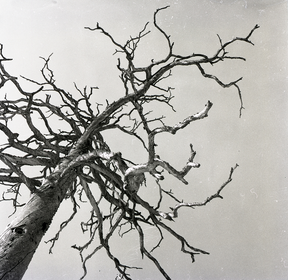 En torrake med många grenar, april 1976.