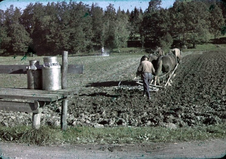 Jordbearbetning med två hästar och harv vårtid. På intilliggande mark går en man och sprider kalk för hand. Mjölkflaskorna har troligen återkommit efter att de har varit och tömts på ortens mejeri.