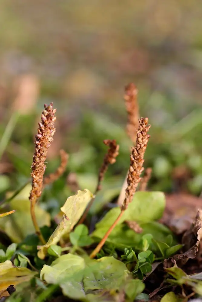 Blomstene til grobladene er avlange, larveliknende samlinger av kuler oppover stilken.