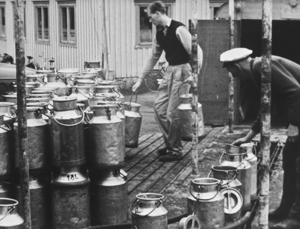 Vefsn Meieri, melkelevering på 1950-60-tallet.
Menn som losser melkespann