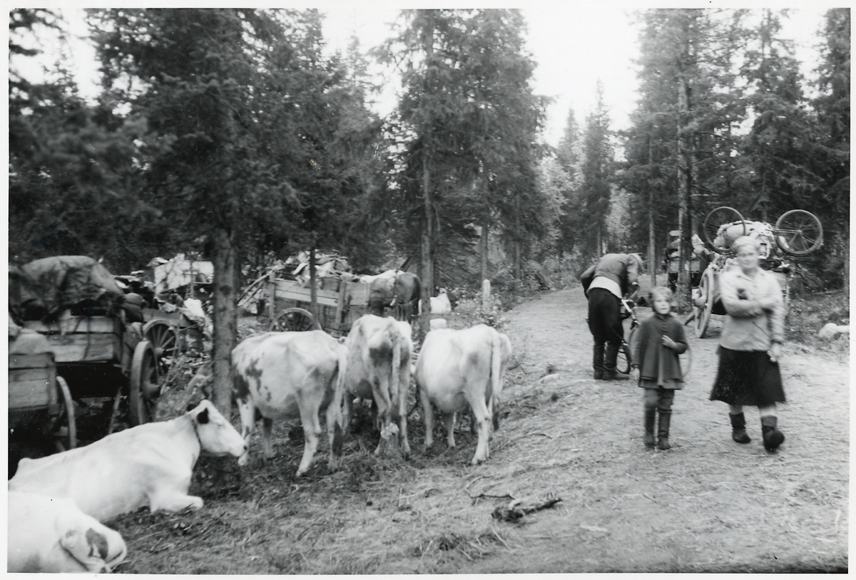 Finska flyktingar i Haparanda, hösten 1944. Resgods och boskap.